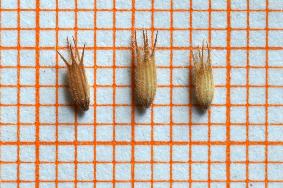 Micromeria graeca subsp. graeca